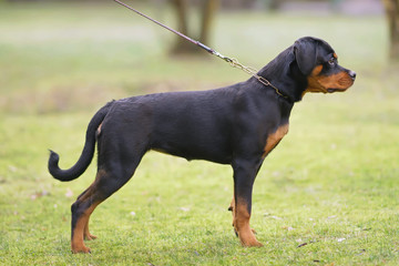 Black and tan Rottweiler puppy with a chain collar and a leash standing on a green grass