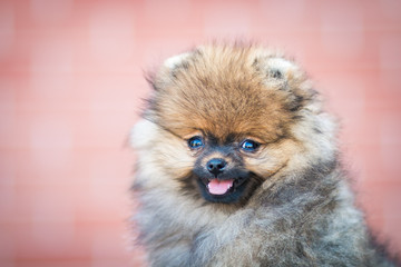 Pomeranian baby posing outside. Small pomeranian puppy.