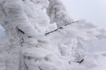 massive icing formed on a thin branch