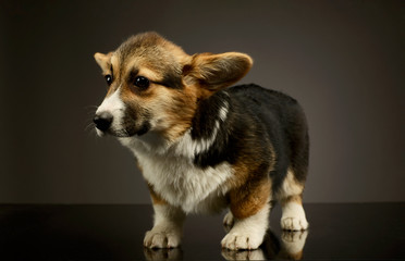 Studio shot of an adorable corgie