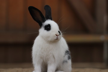 Hase
