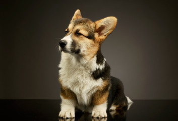 Studio shot of an adorable corgie