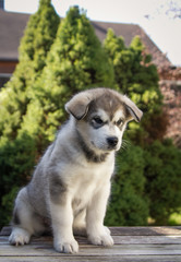 Alaskan malamute puppy posing outside. Small malamute in kennel.	