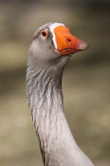 Portrait of a grey goose