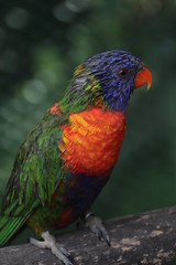 Vogel
