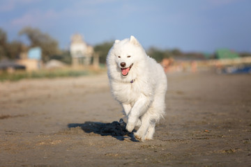 Running dog. Samoyed dog on a walk