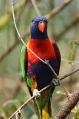  Vogel