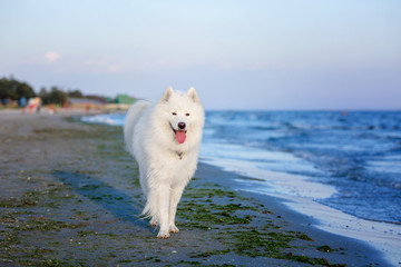 Samoyed dog on the beach. Seashore, wet dog