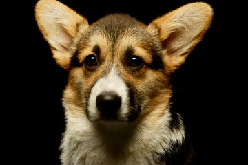 Portrait of an adorable corgie