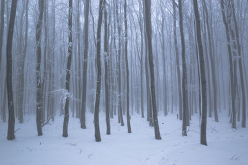 Snowy oak forest with frozen trees in foggy weather