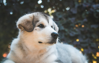 Alaskan malamute puppy posing outside. Small malamute in kennel.	