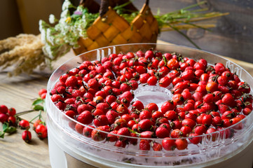 Red rosehip berries in the dryer, Harvested for winter. Red berries in basket for health.