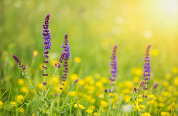 Floral web banner, purple yellow flowers in the grass, spring forward, springtime or summer nature concept. Copy space.