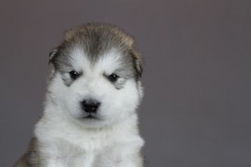 Alaskan malamute puppy in studio posing. Grey studio background.	
