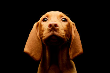 Portrait of a lovely magyar vizsla puppy