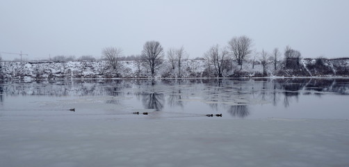 Ducks swim in the open water in winter. Moscow. Filevskaya embankment. January 2020.
