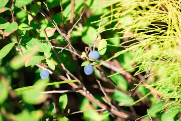 Green bush with blueberries in the forest.