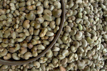 Cashew nuts, Sanguem, Goa, India