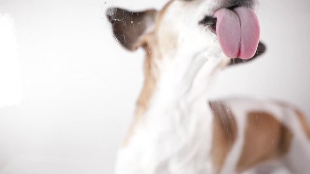 Animal active licking transparent glass screen. hungry funny dog Jack russell terrier. video footage. Animal theme. Lovely funny pet