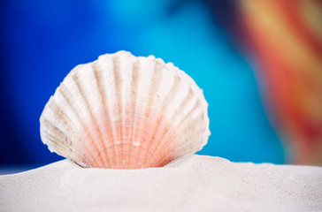 Colorful sea shells photographed on clear sand at the beach on a sunny day