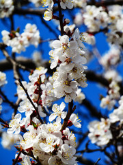 Flowering Apricot Branch