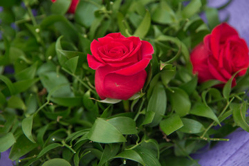 bouquet of multicolored roses . Red flower picture close up in the pink bouquet. The flower's petal . Bouquet of fresh 2 red roses .