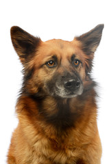 Portrait of an adorable mixed breed dog