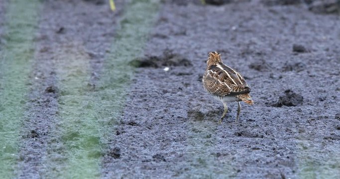 common snipe, Gallinago gallinago