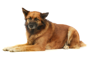 Studio shot of an adorable mixed breed dog