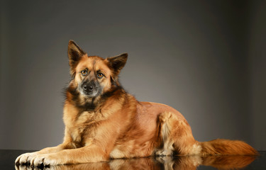 Studio shot of an adorable mixed breed dog