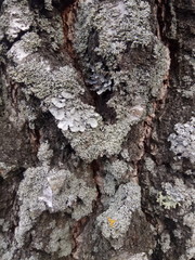 bark of a tree
