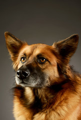 Portrait of an adorable mixed breed dog
