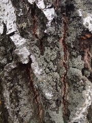 old tree bark