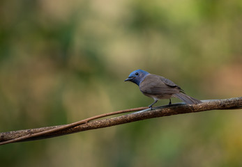 Black-naped Monarch