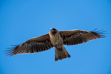 Obraz premium 曽根干潟を飛ぶトビ