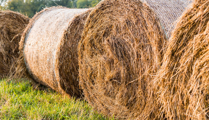 Rural Landscape field meadow with hay bales after Harvest. Hay roll bales on countryside field. Beautiful landscape. Agricultural field.