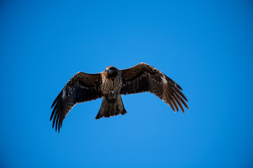 Obraz premium 曽根干潟を飛ぶトビ