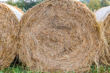Rural Landscape field meadow with hay bales after Harvest. Hay roll bales on countryside field. End of summertime. Hay texture. Hay bales are stacked in large stacks.