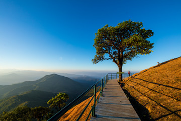 Natural background of brown grass or Meadow on mountain at Doi Pui Co (Mae Hong Son) - Thailand