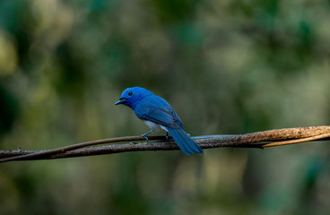 Black-naped monarch