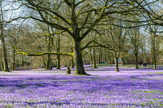 Krokusbl&uuml;te in Husum
