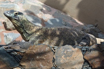Komodowaran