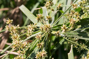  Green Small Leaf of Papyrus tree.