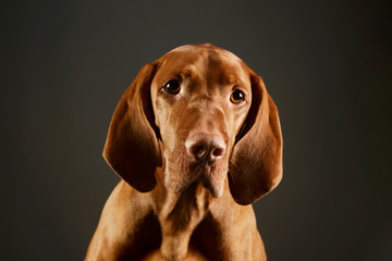 Portrait of an adorable magyar vizsla