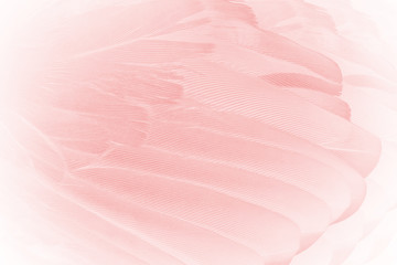 Beautiful soft pink feather wing pattern texture background