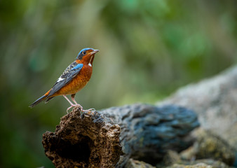 White-throated Rock Thrush