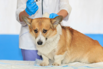  cute scared puppy of a red corgi dog on examination and vaccination by a veterinarian