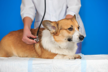 Cute puppy of a red dog Corgi on examination and vaccination at the veterinarian