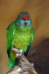 Blaubartamazone