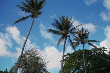 Medium wide upward shot of tall coconut trees